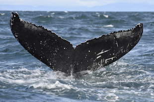 Humpback Tail Iceland