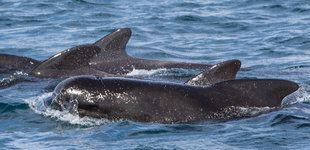 Pilot Whales Iceland