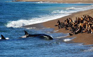 beached-orca-killer-whale-peninsula-valdes-argentina.jpg