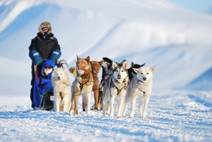 Dog Sledding in Spitsbergen