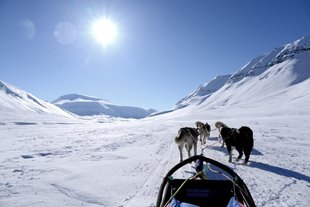 High Arctic Dog Sledding